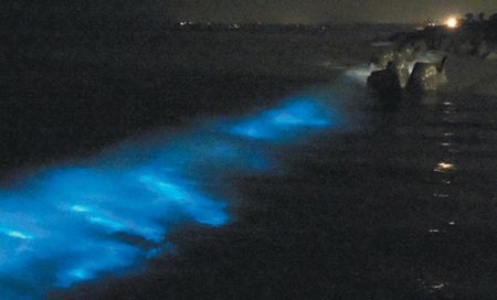 金門南海岸出現(xiàn)“藍(lán)眼淚”奇觀民眾爭睹(圖)