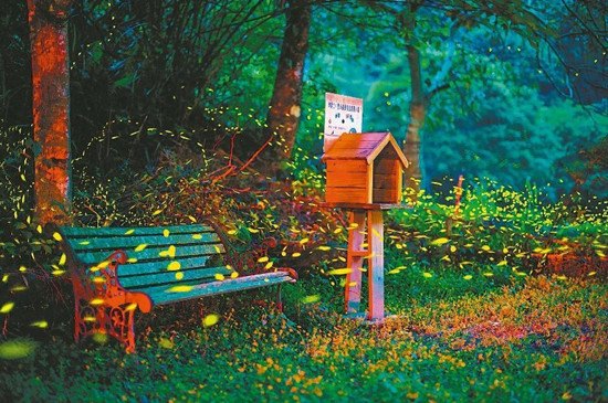 苗栗山區(qū)螢火蟲提前爆量游客賞螢嘆為觀止(圖)