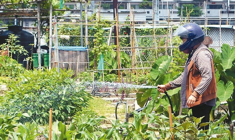 臺南登革熱疫情延燒,位在感染熱區(qū)的民眾到菜園澆水,長褲、長袖還不夠,連全罩式安全帽都上場。(《聯(lián)合報》 鄭惠仁攝) 臺南登革熱疫情延燒,位在感染熱區(qū)的民眾到菜園澆水,長褲、長袖還不夠,連全罩式安全帽都上場。(《聯(lián)合報》 鄭惠仁攝)