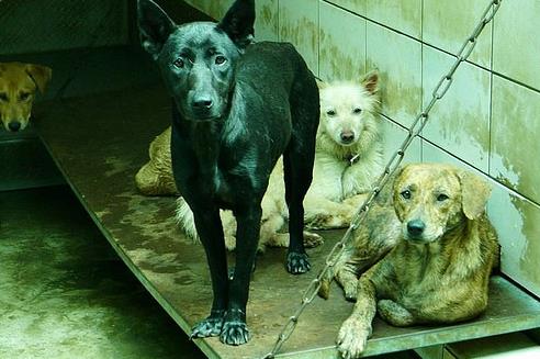 游錫堃發流浪狗影片引熱議:應學會人狗共處 游錫堃發流浪狗影片引熱議:應學會人狗共處