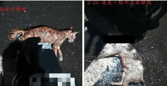 臺(tái)灣基隆現(xiàn)變態(tài)殺貓怪客,野貓?jiān)饫鲃澠坪韲? alt=