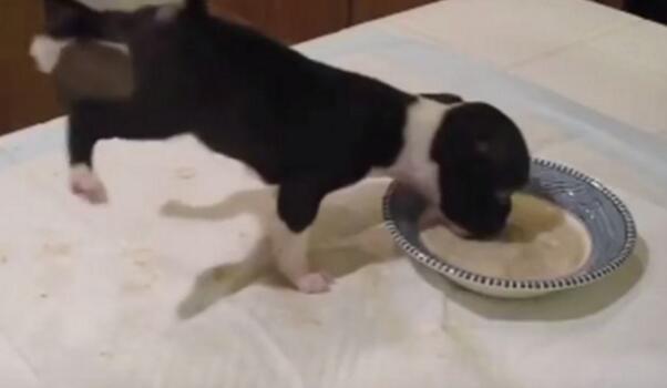 小黃狗吃飯施展"飄浮神功" 雙腳舉過頭180度轉(zhuǎn)半圈 小黃狗吃飯施展"飄浮神功" 雙腳舉過頭180度轉(zhuǎn)半圈