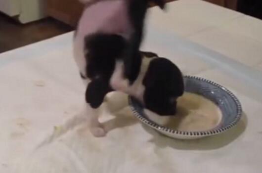 小黃狗吃飯施展"飄浮神功" 雙腳舉過頭180度轉(zhuǎn)半圈 小黃狗吃飯施展"飄浮神功" 雙腳舉過頭180度轉(zhuǎn)半圈