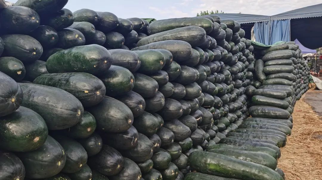 岳各莊臨時休市,新發(fā)地增大上市量,首都“菜籃子”供應(yīng)充足