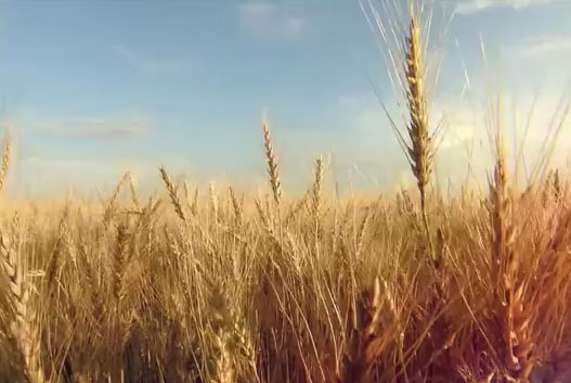 點擊播放 點擊播放