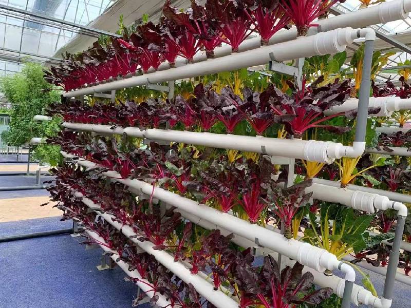 數字鄉村知本論丨全國人大代表呂妙霞:數字化驅動鄉村振興