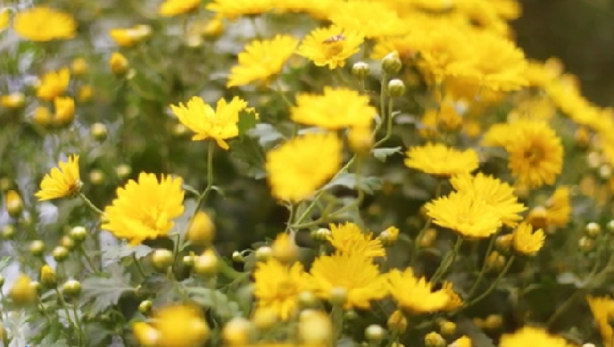 【網絡中國節】四大名著里的重陽故事,你了解嗎?