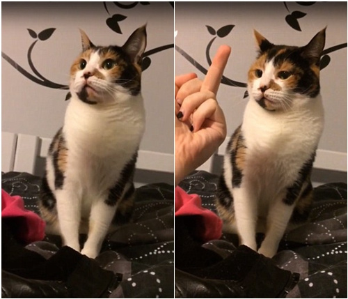]Yò؈䱻QָŭҧˡؓD