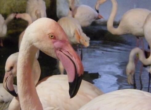 無良飯店“剪美麗朱鹮翅膀”害無法飛行 只為了招客! 無良飯店“剪美麗朱鹮翅膀”害無法飛行 只為了招客!